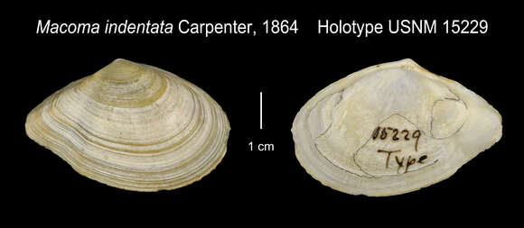 Image of Rexithaerus indentata (Carpenter 1864)