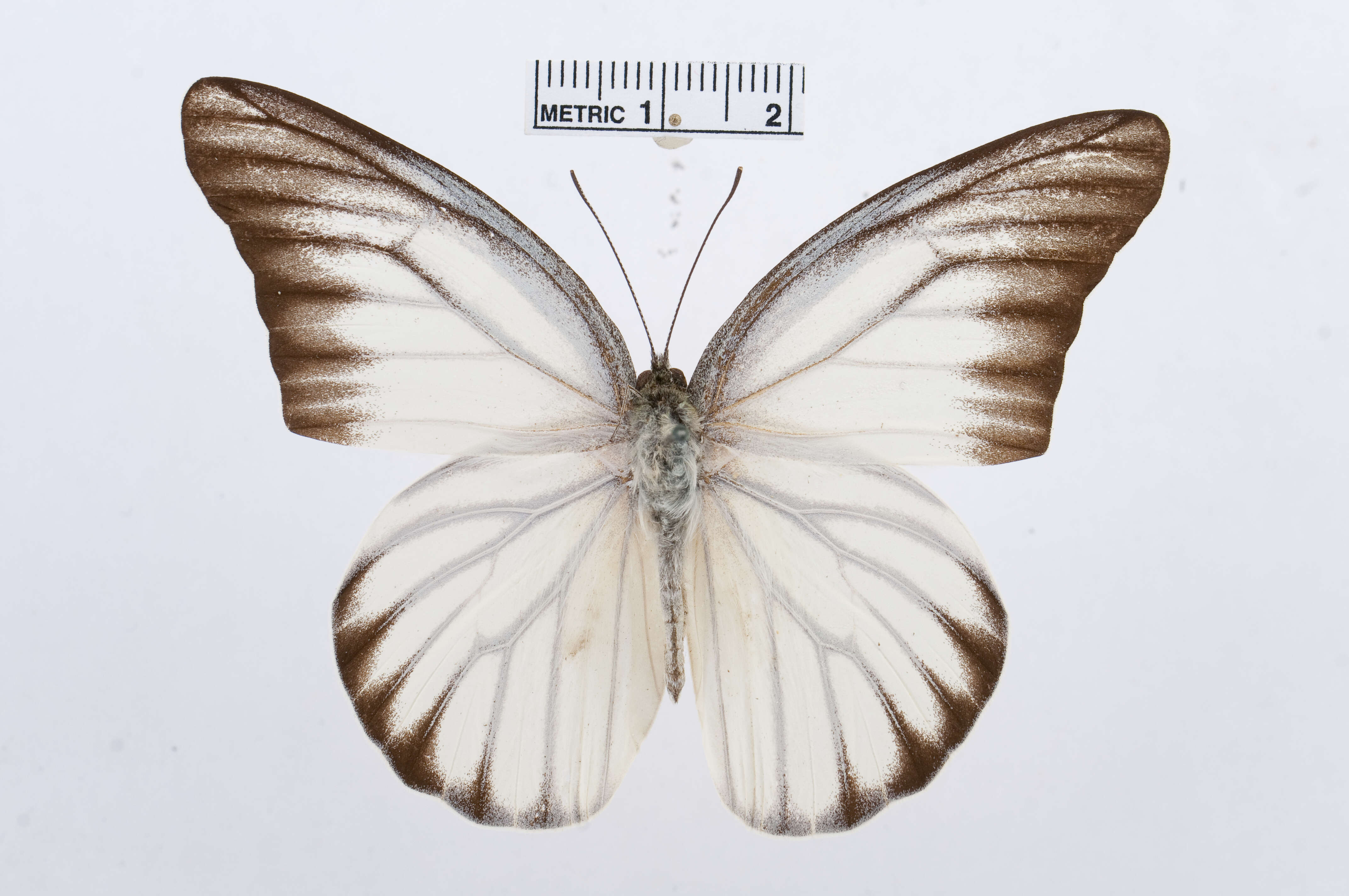 Image of Appias hombroni (Lucas 1852)