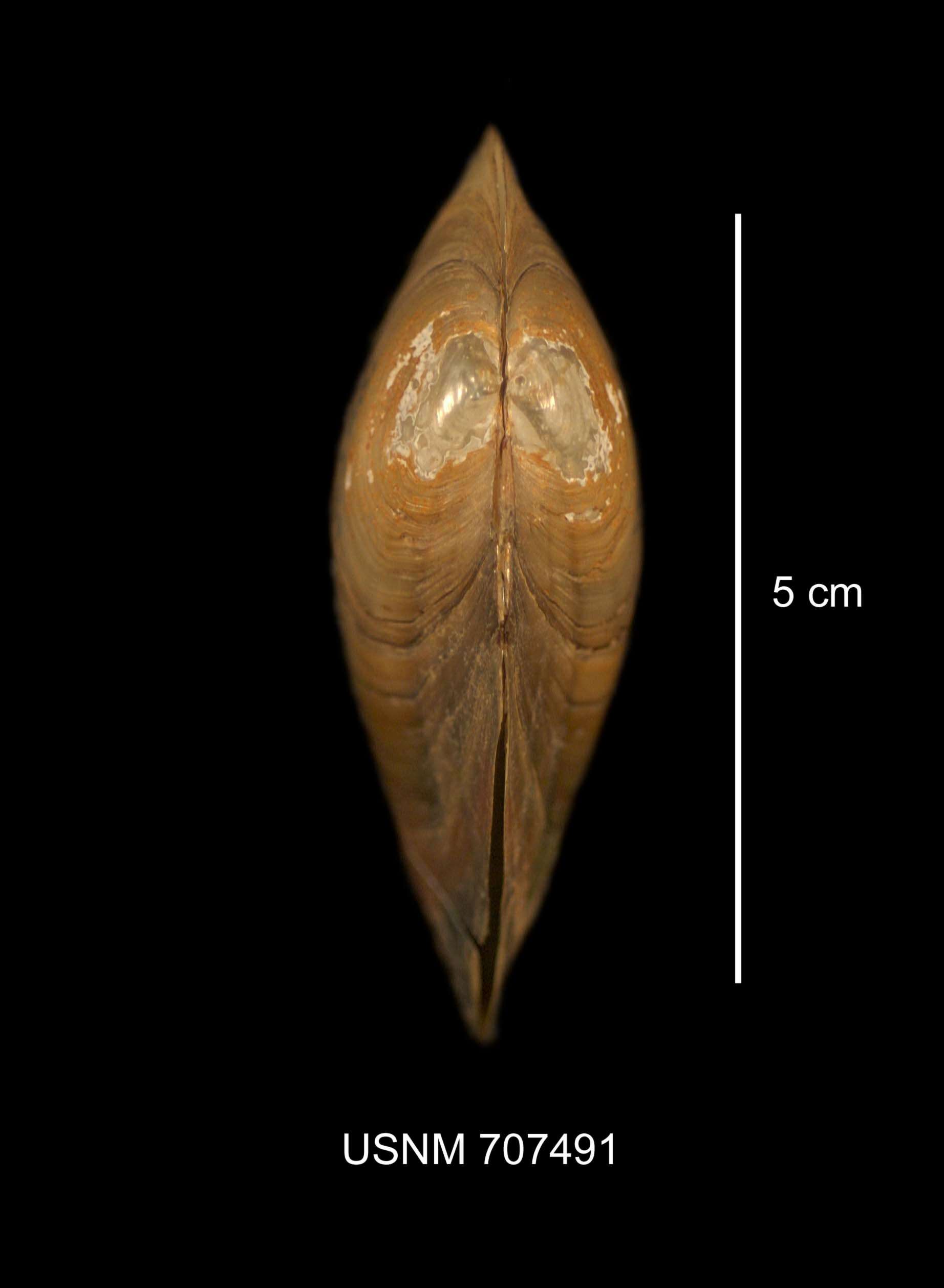 Image of Pyganodon cataracta (Say 1817)