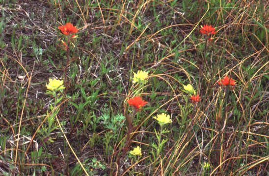 Image of scarlet Indian paintbrush