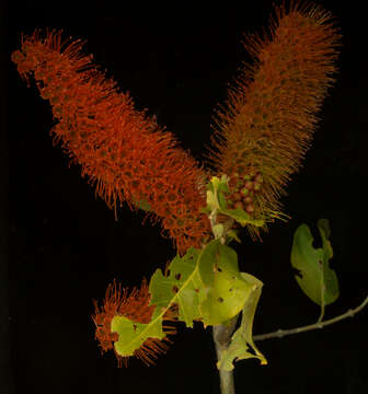 Image of Combretum farinosum Kunth