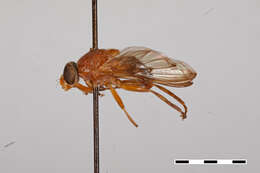 Image of Brachyopa punctipennis Curran 1925