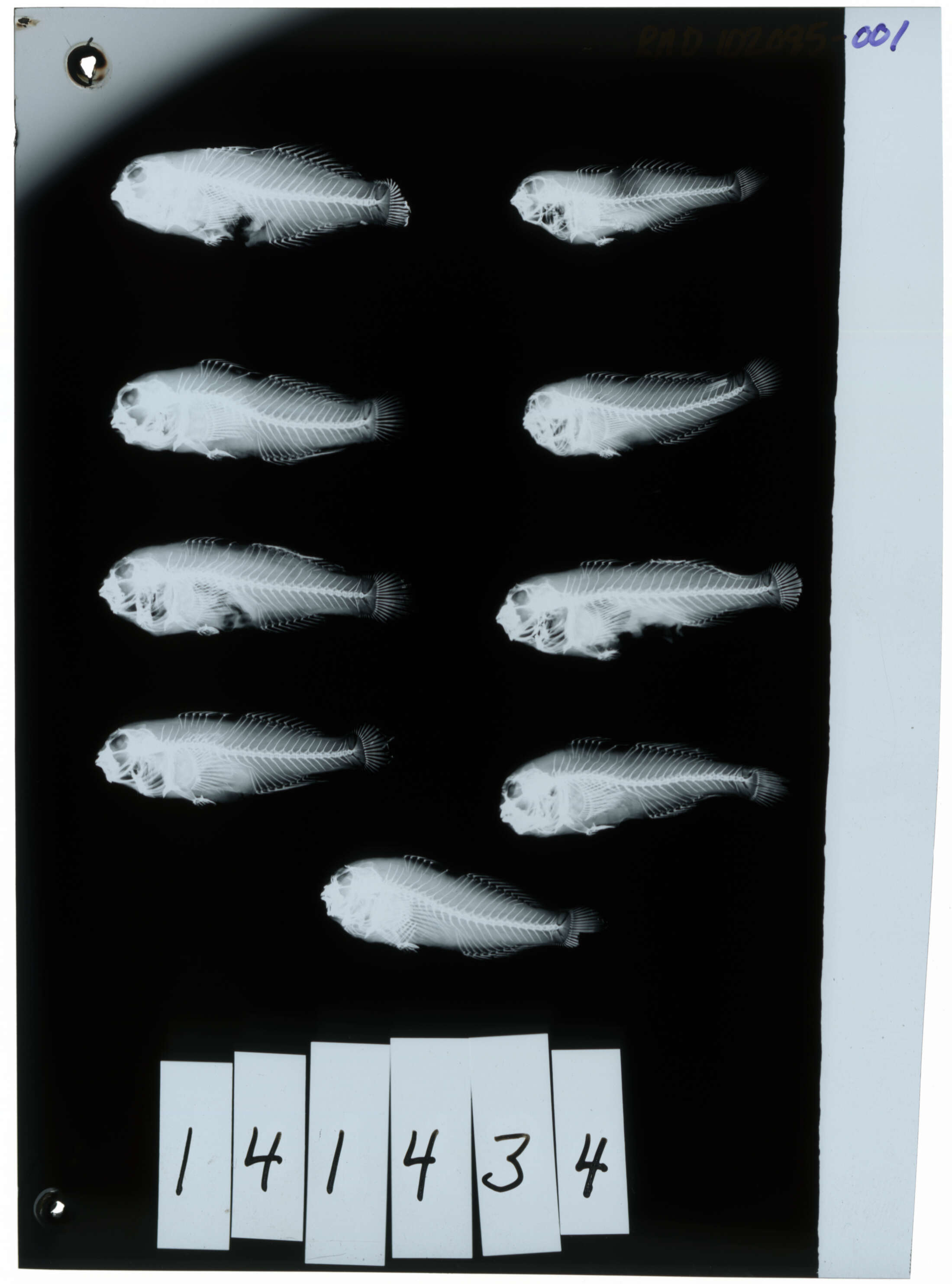 Image of Five-bar coral goby