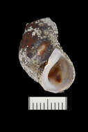 Image of Painted rocksnail