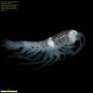 Image of Amphipoda