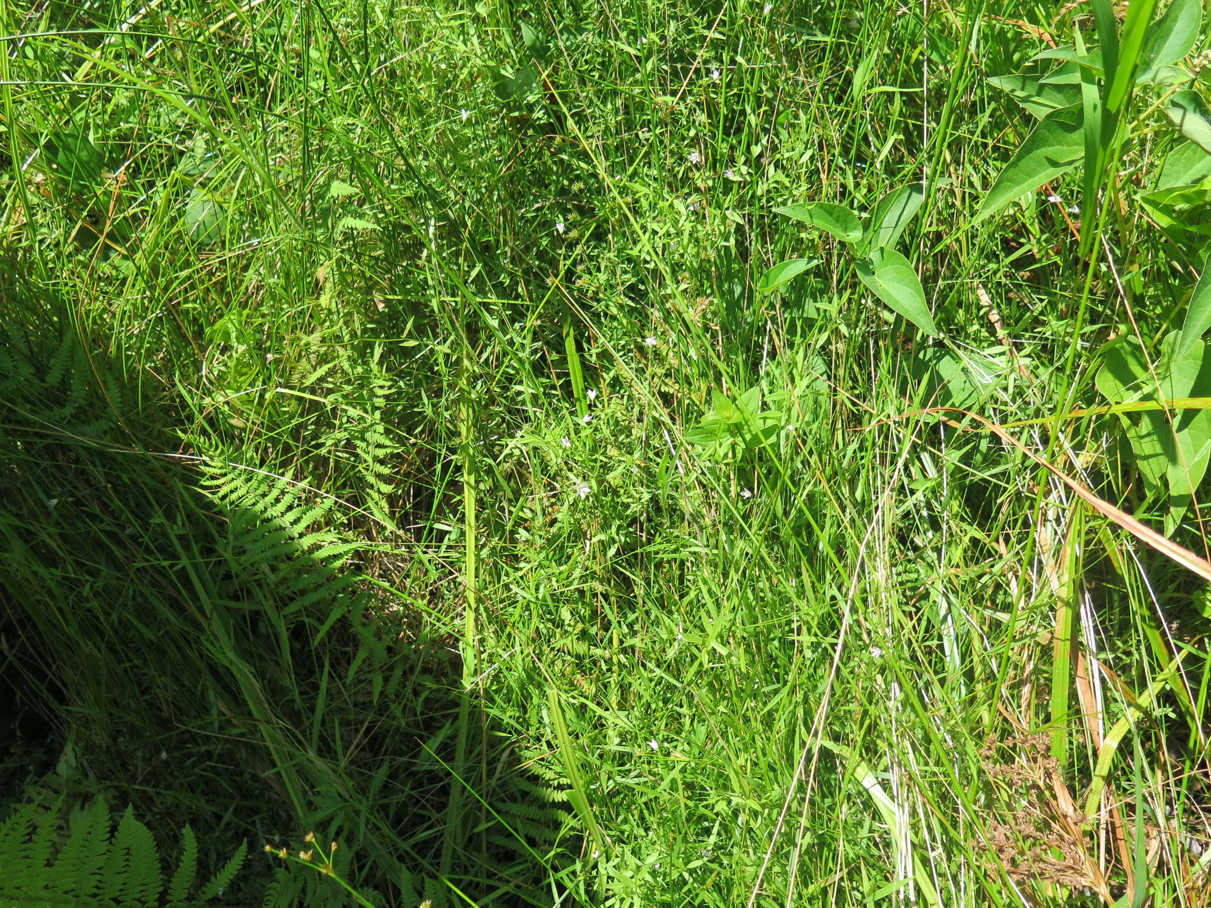 Image of Marsh Bellflower