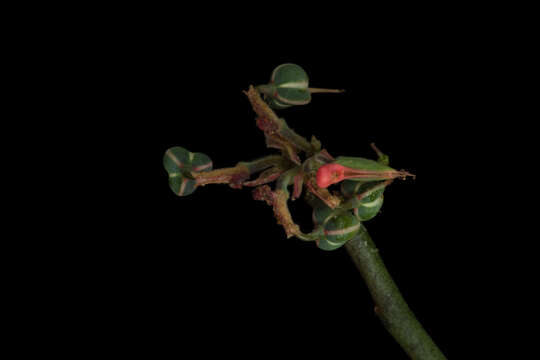 Image of Euphorbia cymbifera (Schltdl.) V. W. Steinm.