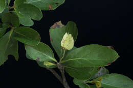 Image of Wimmeria confusa Hemsl.