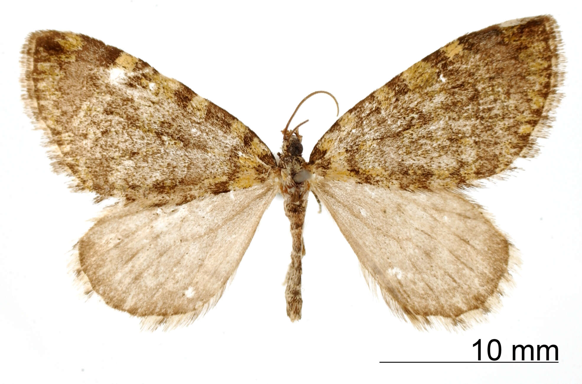 Image of Hydriomena vulcinaria Schaus 1922