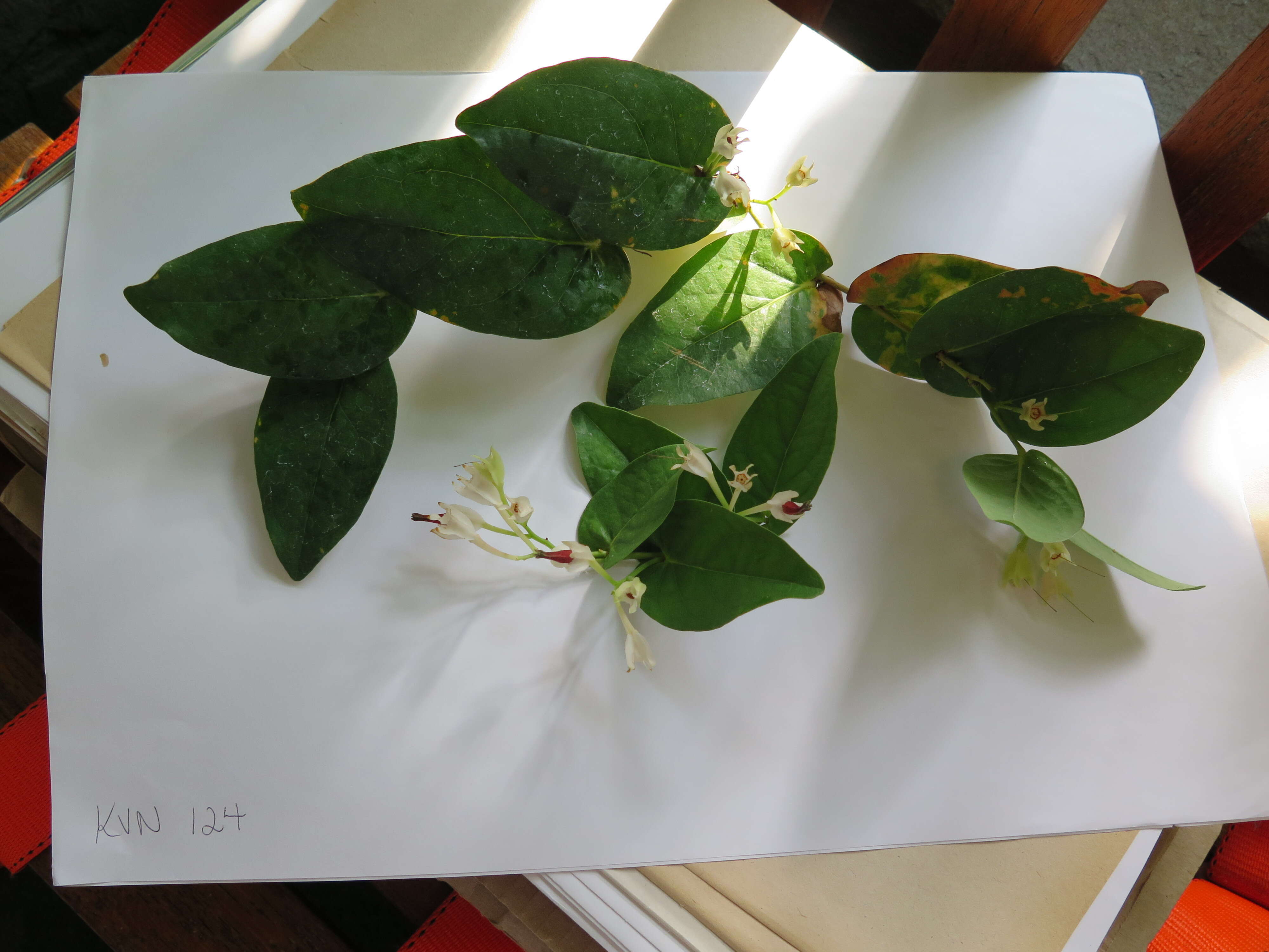 Image of Macleania smithiana J. L. Luteyn