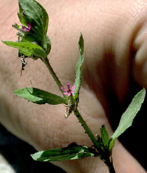 Image of Colombian Waxweed