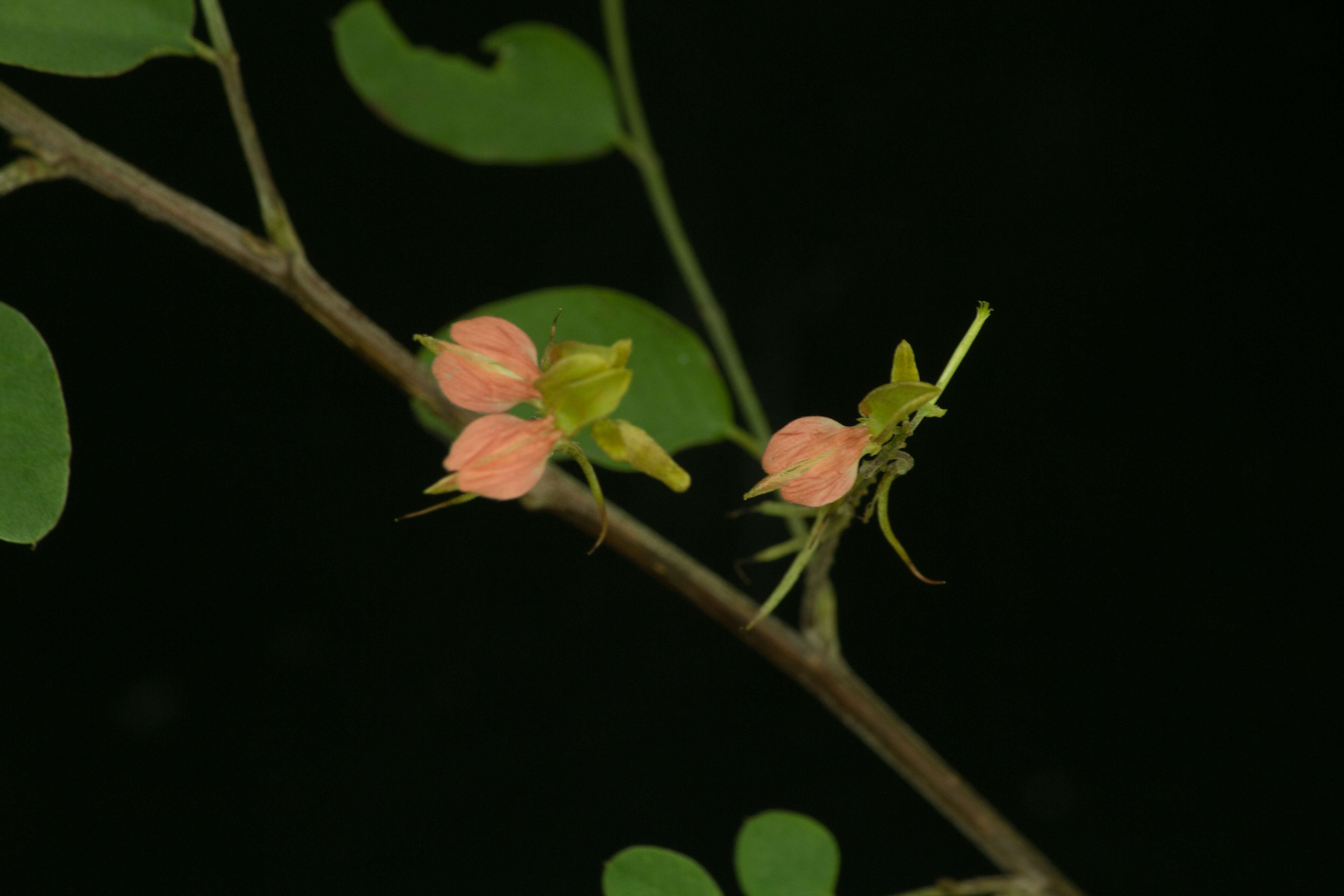 Indigofera lancifolia Rydb.的圖片