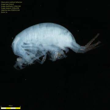 Image of Amphipoda