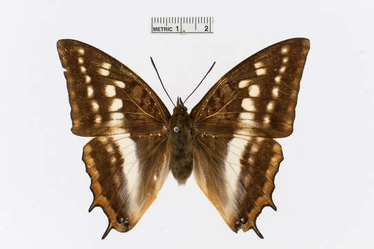 Charaxes alticola Grünberg 1912的圖片