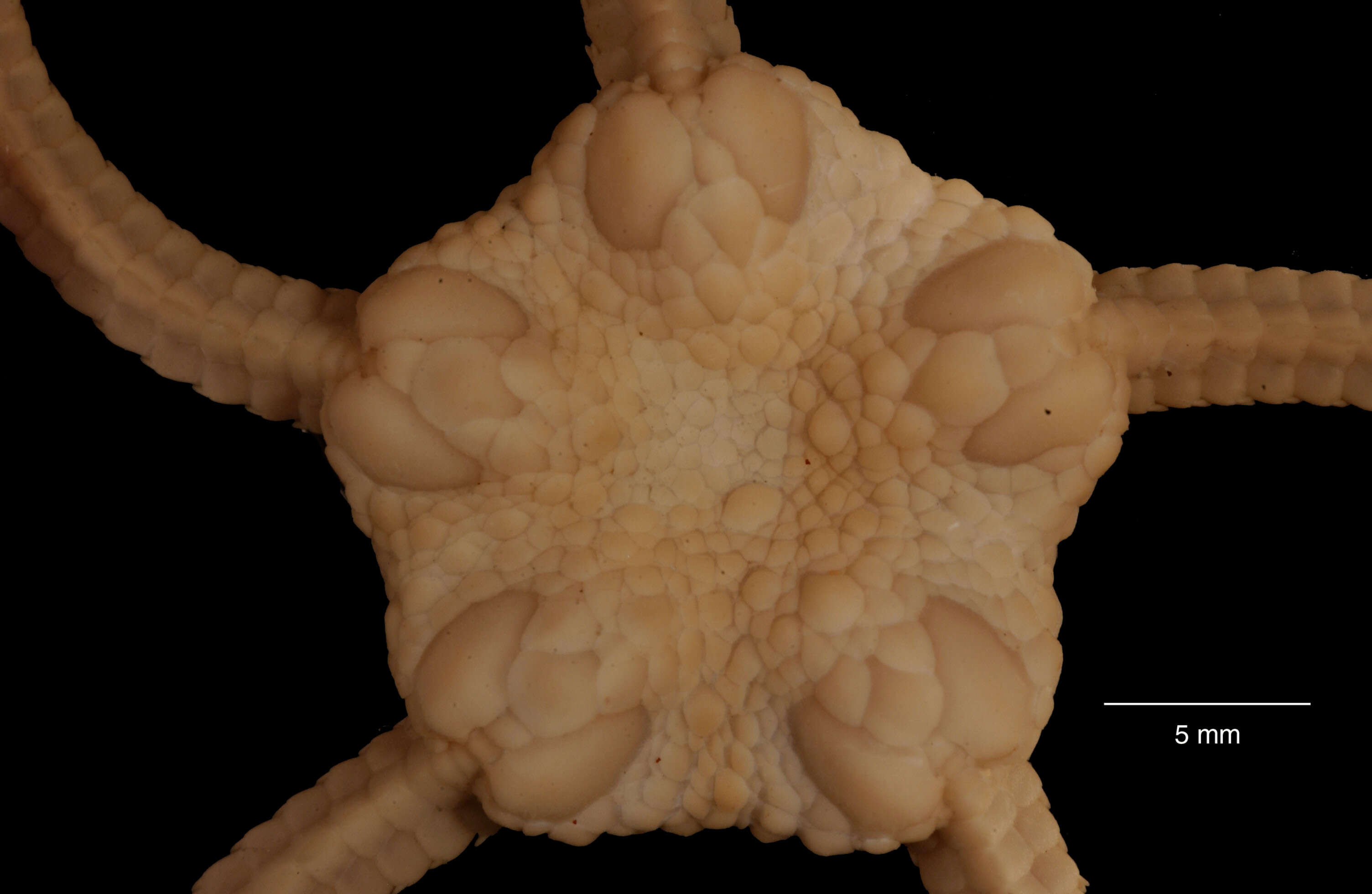 Image of Ophiuroglypha carinifera (Koehler 1901)