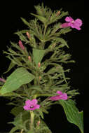 Image of Ruellia inundata Kunth