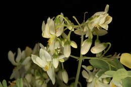 Imagem de Moringa oleifera Lam.