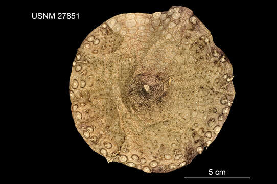 Image of Sperosoma obscurum A. Agassiz & H. L. Clark 1907