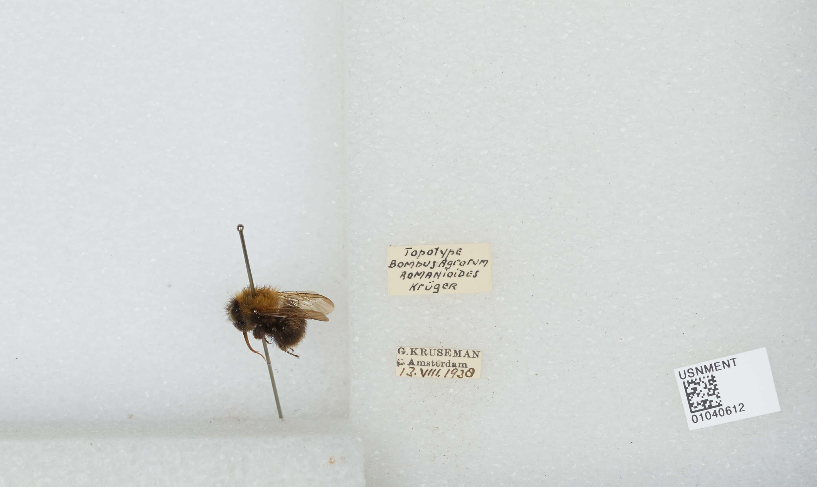 Image of Common carder bumblebee