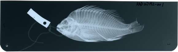 صورة Cirrhitichthys aureus (Temminck & Schlegel 1842)