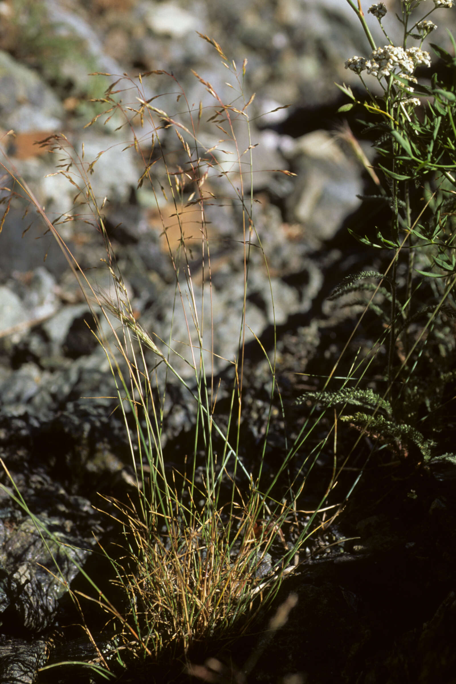 Image de Poa stenantha var. vivipara Trin.