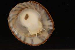 Image of Spiny cup and saucer shell