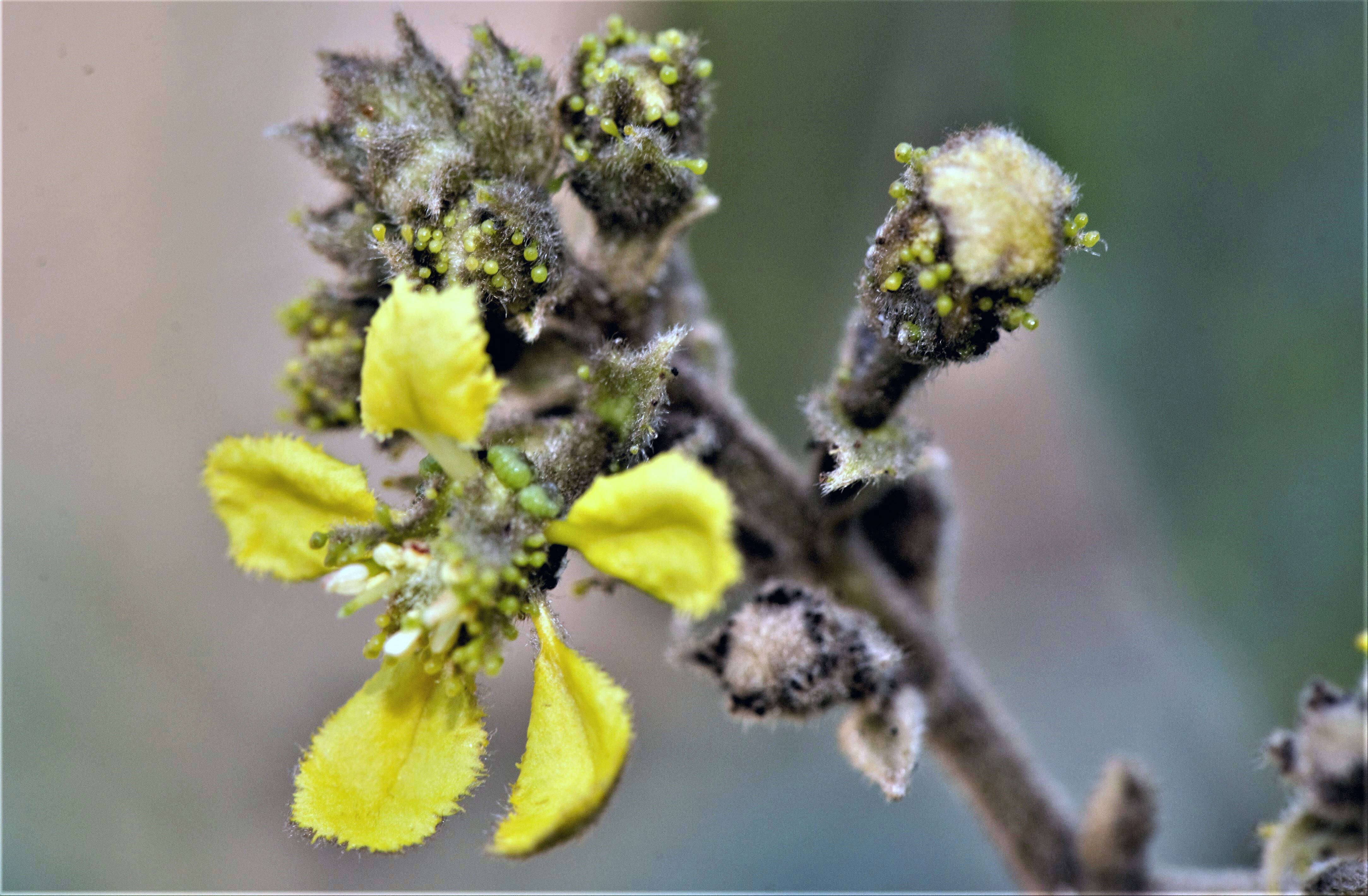 Christianella multiglandulosa (Nied.) W. R. Anderson resmi