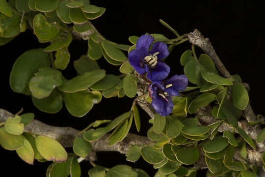 Image de Guaiacum coulteri A. Gray