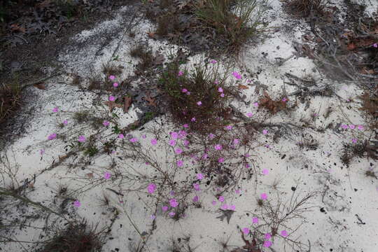 Image of threadleaf false foxglove