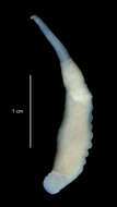 Image de <i>Trachelobdella australis</i>