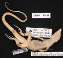 Image of Caprivi Rough-scaled Lizard