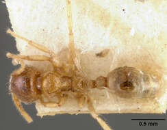 Image of Lophomyrmex quadrispinosus (Jerdon 1851)