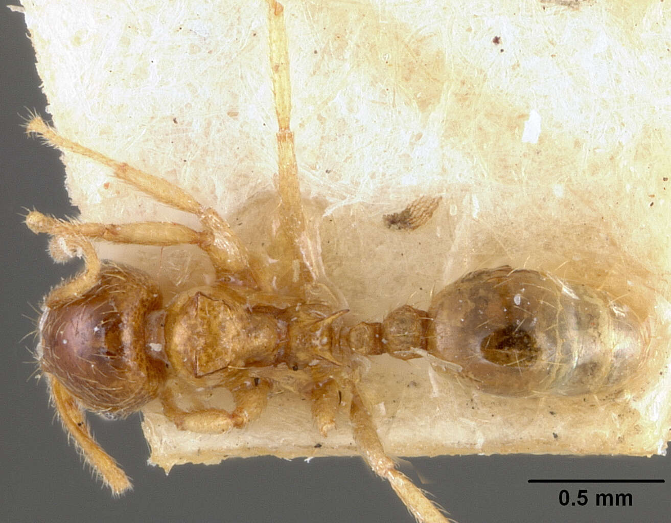 Image of Lophomyrmex quadrispinosus (Jerdon 1851)