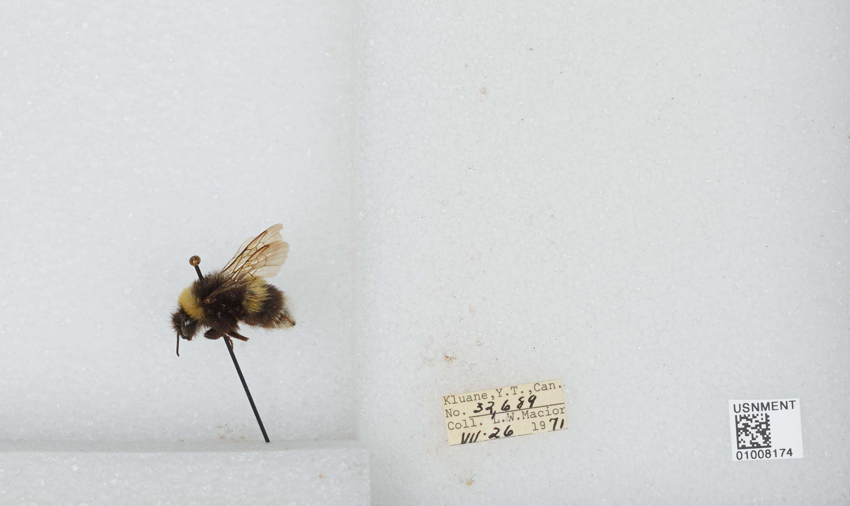 Image of White-tailed bumblebee