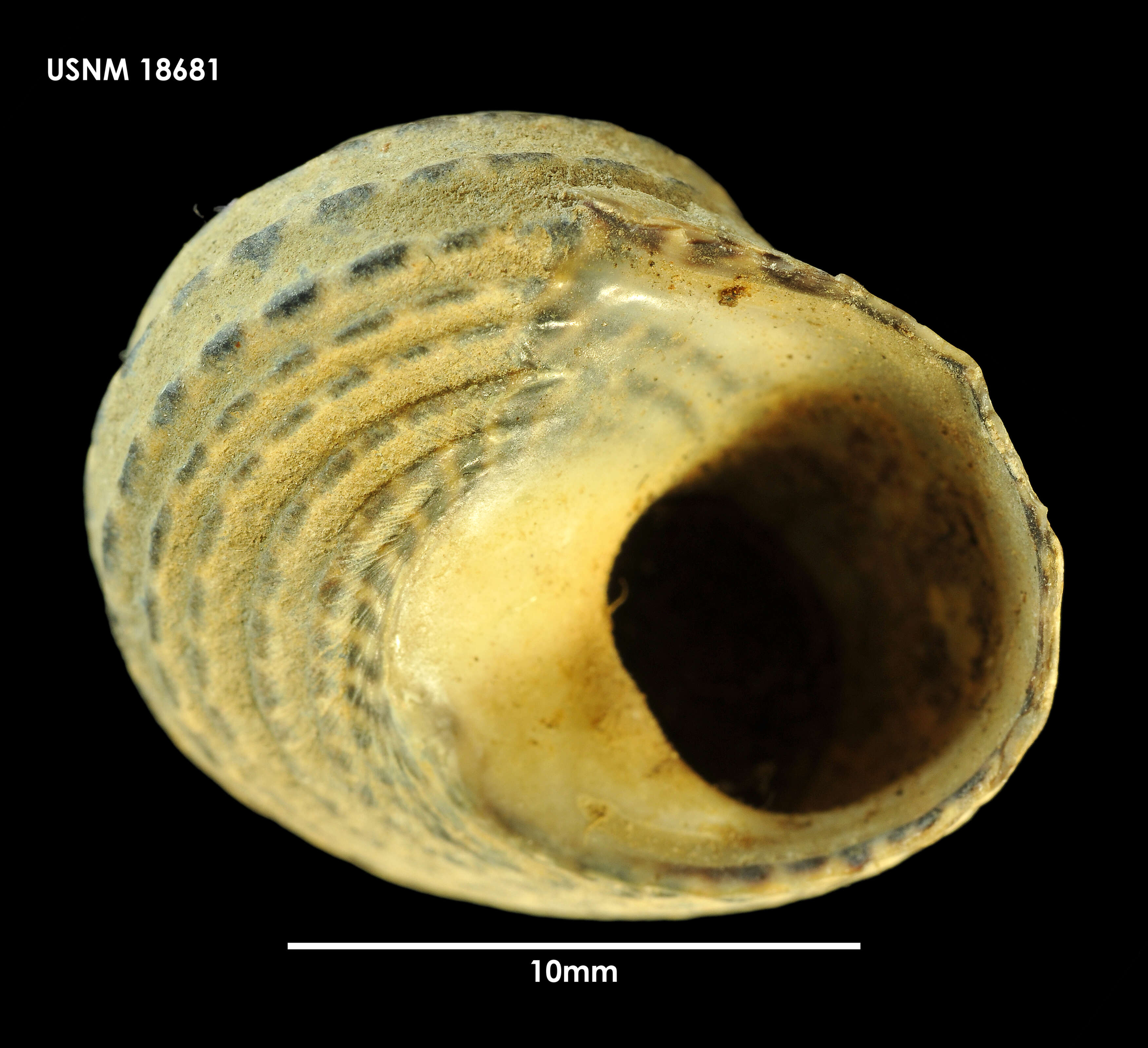 Image of Trochidae