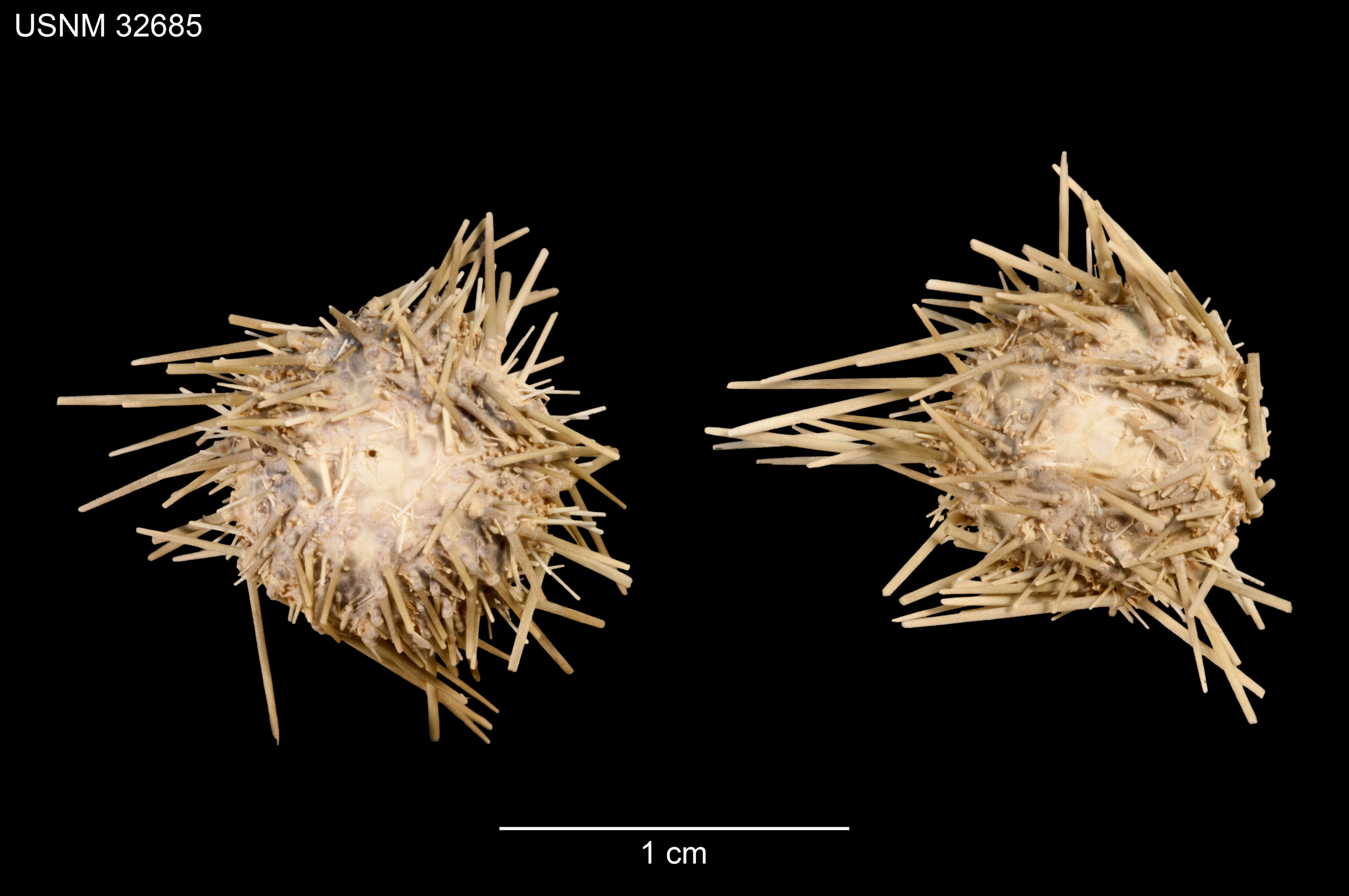 Image of Lytechinus pictus (Verrill 1867)