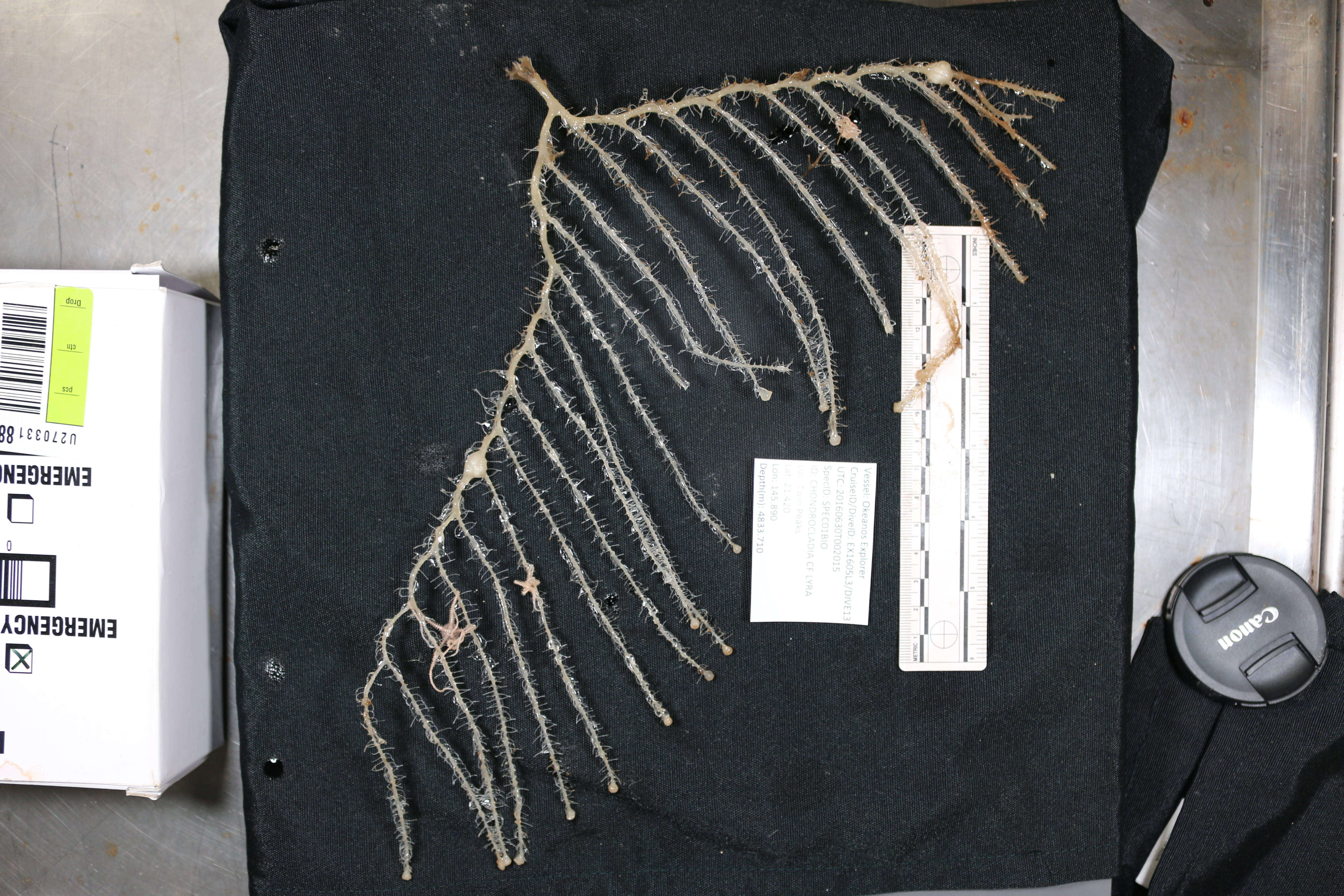 Plancia ëd Chondrocladia (Symmetrocladia) lyra Lee, Reiswig, Austin & Lundsten 2012