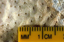 Image of Encrusting Sandpaper Coral