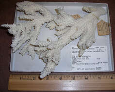 Image of Eight-ray finger coral