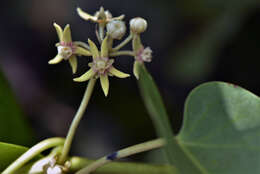 Image of Apocynaceae