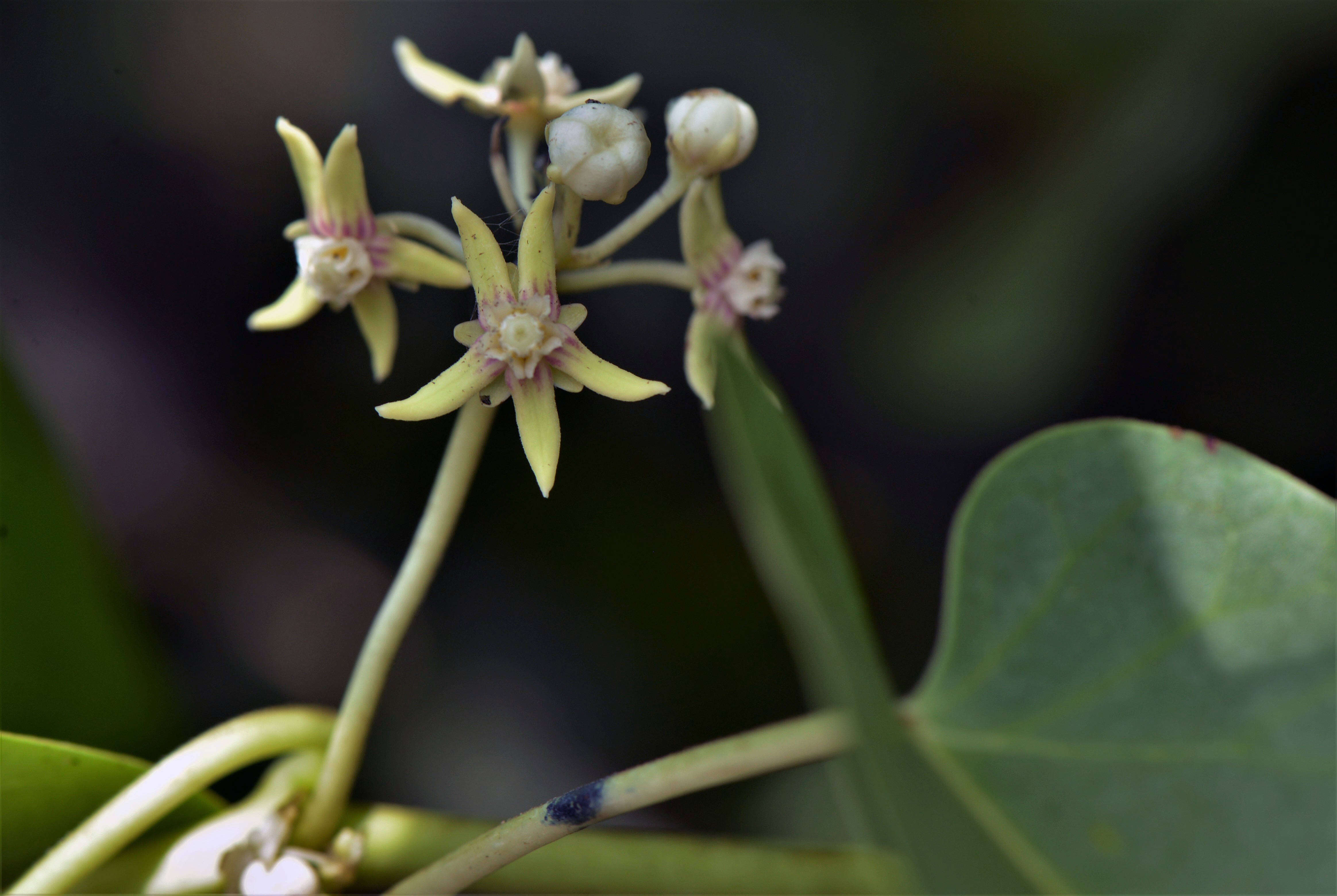 Image of Apocynaceae