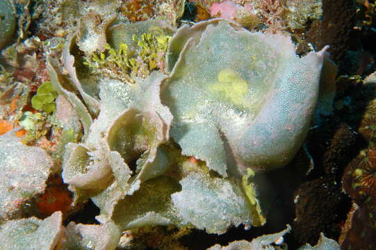 Image of Dictyosphaeria cavernosa