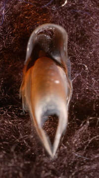 Image of pink scaled squid