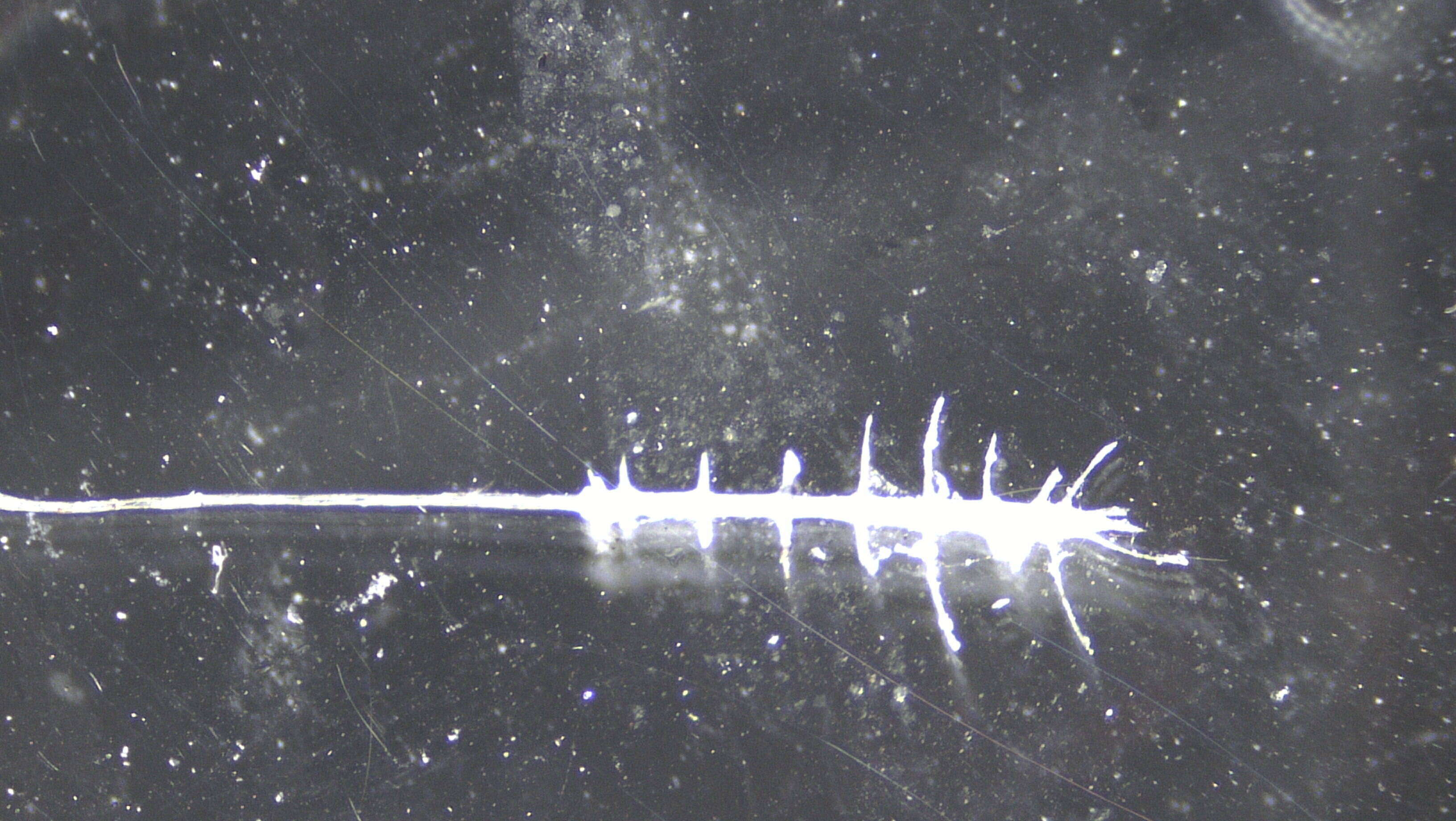 Image of Cladorhizidae