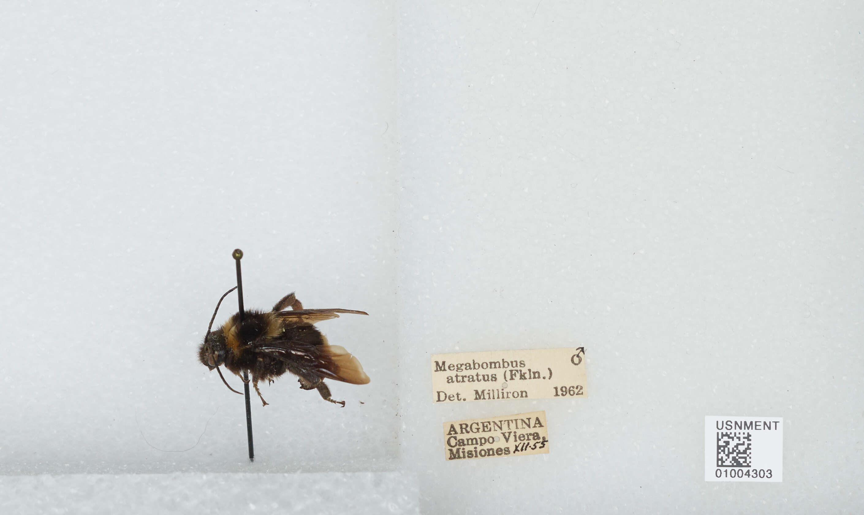 Image of Bombus pauloensis Friese 1912