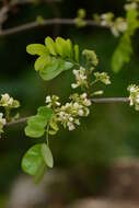 Image of Dalbergia glabra (Mill.) Standl.