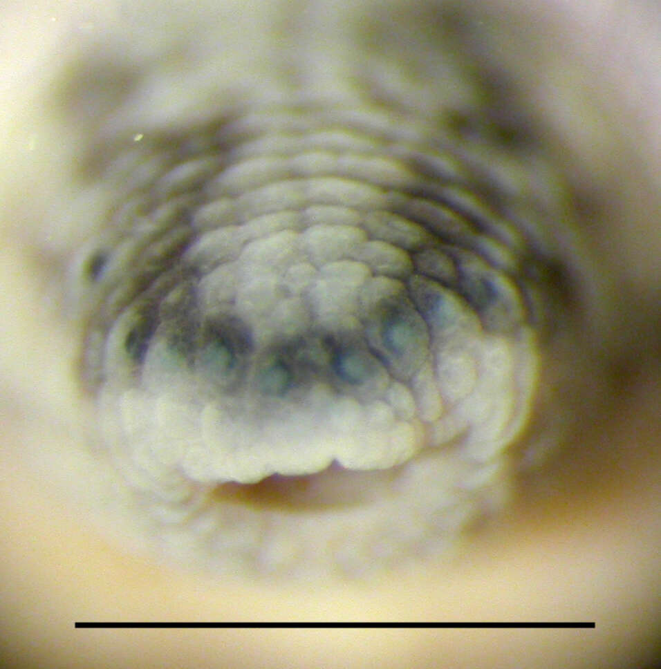 Image of Haemadipsidae