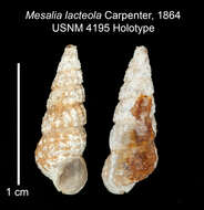 Слика од Mesalia lacteola Carpenter