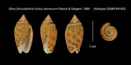 Image of Oliva buloui stoneorum Petuch & Sargent 1986