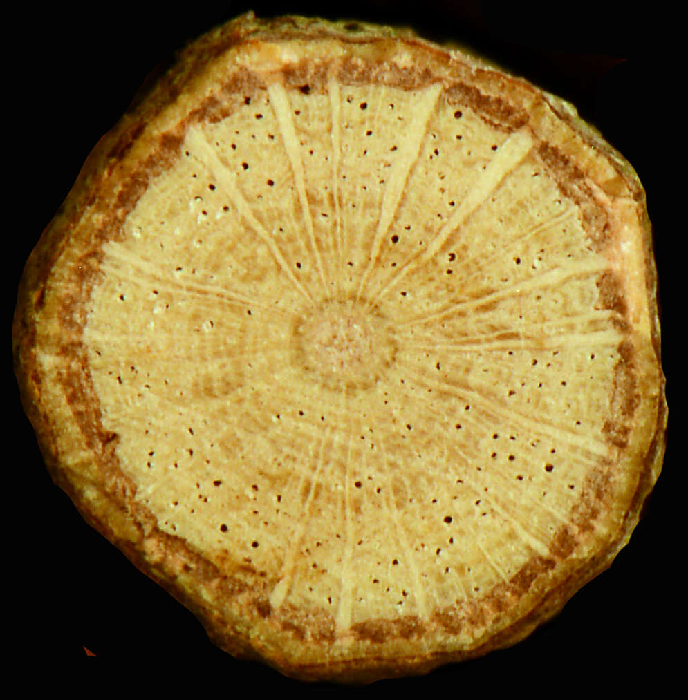 Image of Paullinia rhomboidea L. Radlk.